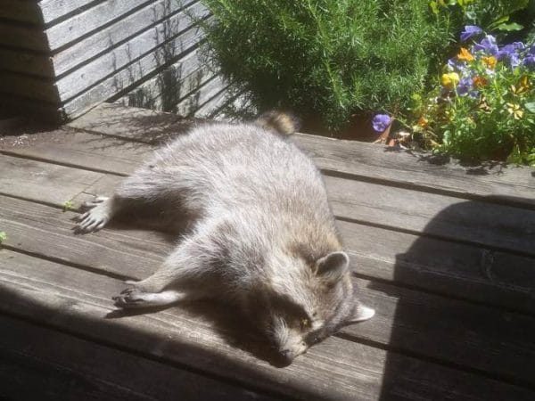 dead-raccoon-removal-2-nmjnvc9m2o6snwtvf1dlzd2zyamuc4sp0wcjmvuahg